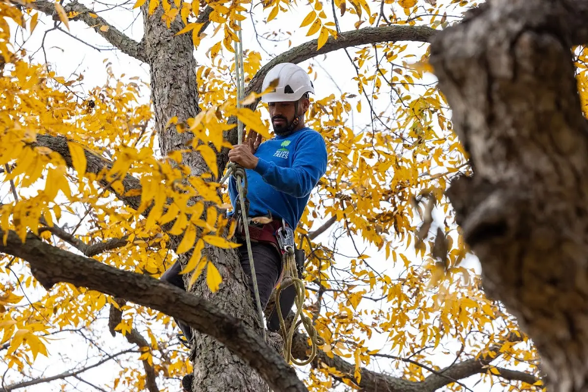 Skilled Tree Pruning crew working in Cape Canaveral